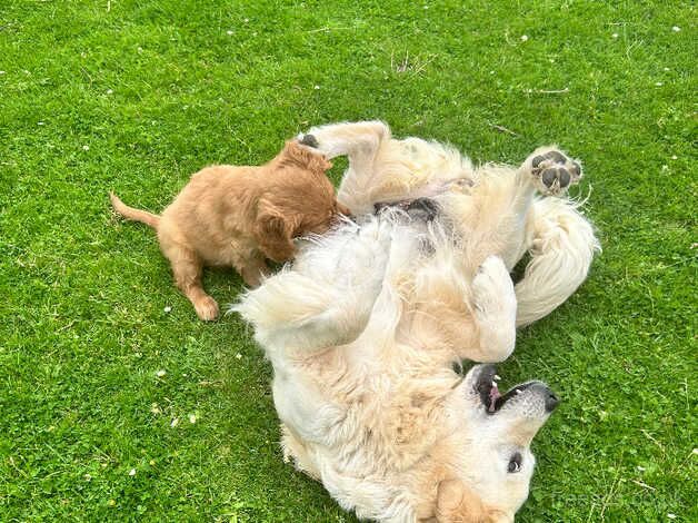 Beautiful litter of golden Irish puppies available for sale in Barrow upon Humber, Lincolnshire - Image 3