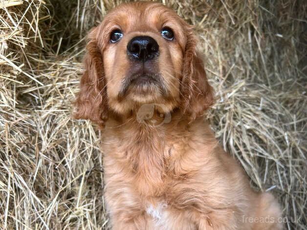 Beautiful litter of golden Irish puppies available for sale in Barrow upon Humber, Lincolnshire - Image 4