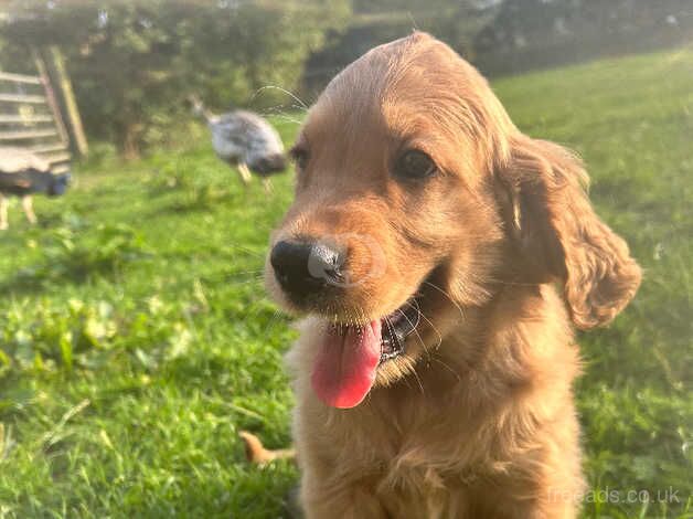 Beautiful litter of golden Irish puppies available for sale in Barrow upon Humber, Lincolnshire - Image 5