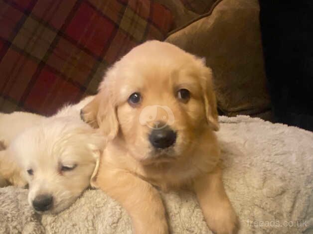 Beautiful litter of golden retriever puppies for sale in Stoke-on-Trent, Staffordshire - Image 1