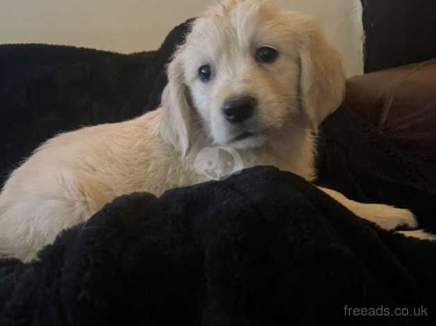 Beautiful litter of golden retriever puppies for sale in Stoke-on-Trent, Staffordshire - Image 2