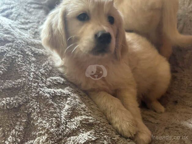 Beautiful litter of golden retriever puppies for sale in Stoke-on-Trent, Staffordshire - Image 3