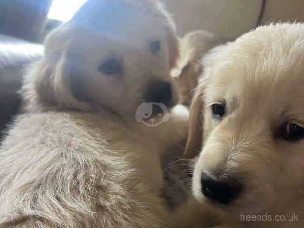 Beautiful litter of golden retriever puppies for sale in Stoke-on-Trent, Staffordshire - Image 4