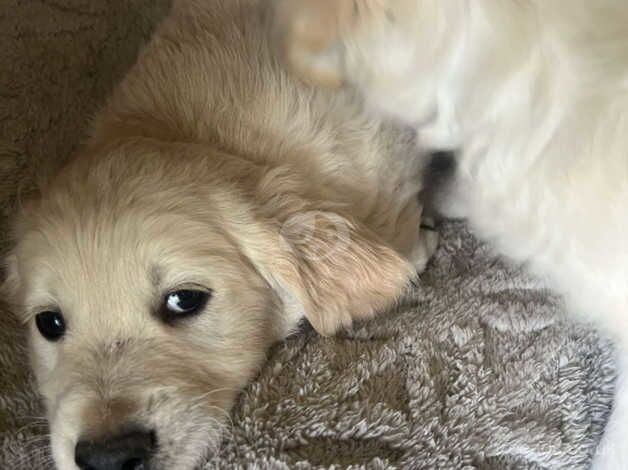 Beautiful litter of golden retriever puppies for sale in Stoke-on-Trent, Staffordshire - Image 5