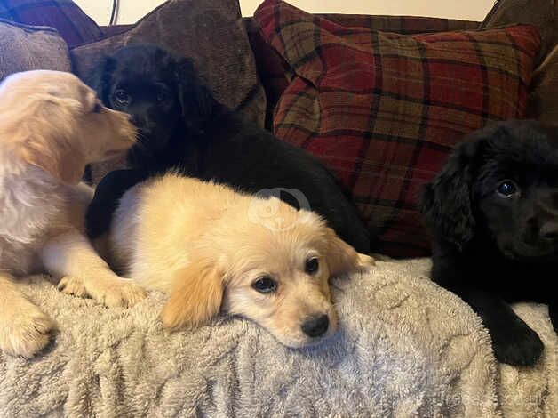 Beautiful litter of golden retriever x german shepherd pups for sale in Stoke-on-Trent, Staffordshire - Image 1