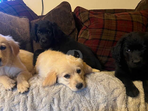 Beautiful litter of golden retriever x german shepherd pups for sale in Stoke-on-Trent, Staffordshire - Image 3