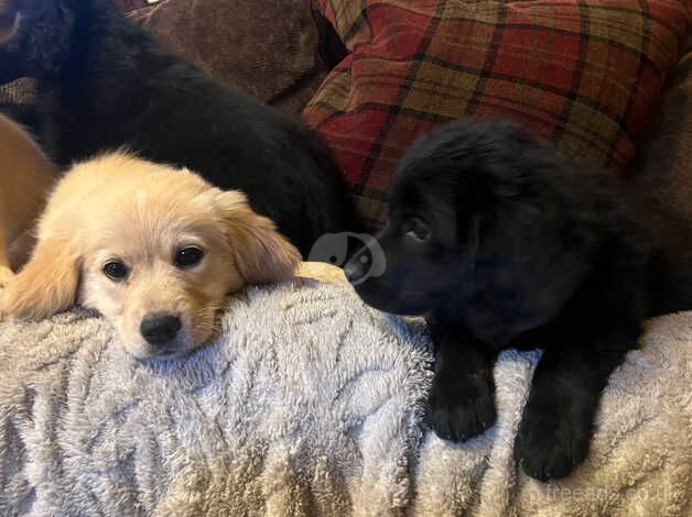 Beautiful litter of golden retriever x german shepherd pups for sale in Stoke-on-Trent, Staffordshire - Image 4