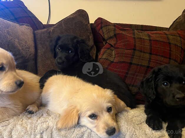 Beautiful litter of golden retriever x german shepherd pups for sale in Stoke-on-Trent, Staffordshire - Image 5