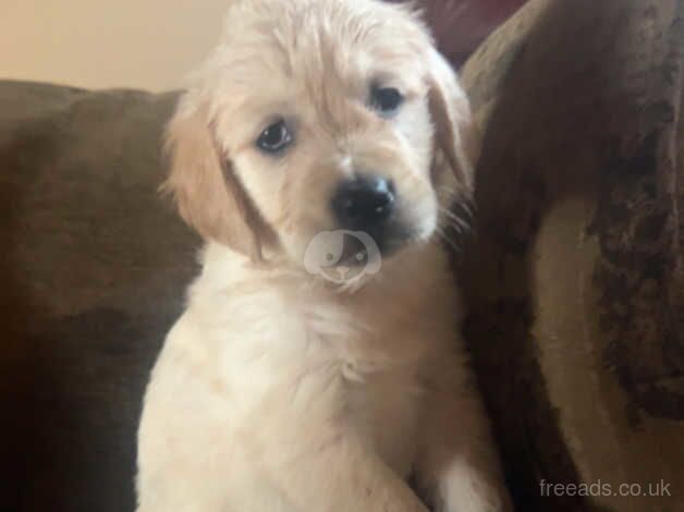 Beautiful litter of golden retrievers puppies for sale in Bradley Stoke, Gloucestershire