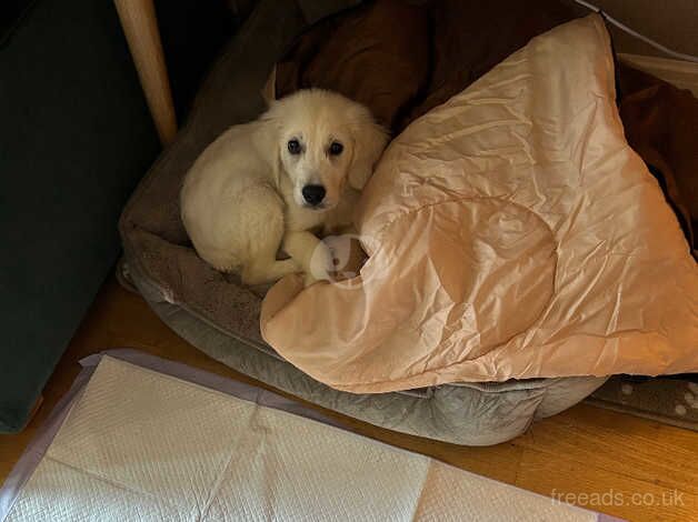 Beautiful male golden retriever puppy for sale in Guildford, Surrey - Image 2