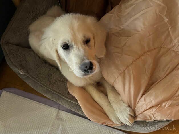 Beautiful male golden retriever puppy for sale in Guildford, Surrey - Image 3