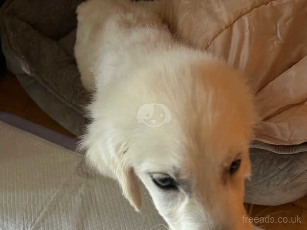 Beautiful male golden retriever puppy for sale in Guildford, Surrey - Image 5