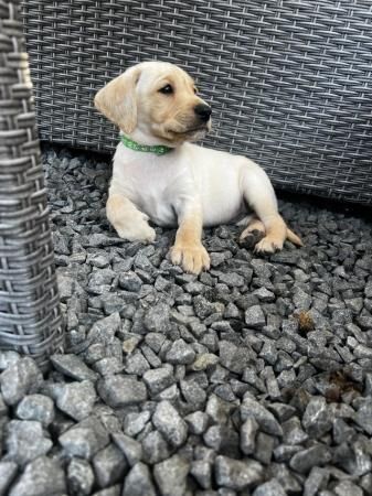 ?? beautiful pedigree golden Labradors?? for sale in Lincoln, Lincolnshire - Image 1