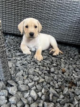 ?? beautiful pedigree golden Labradors?? for sale in Lincoln, Lincolnshire - Image 3
