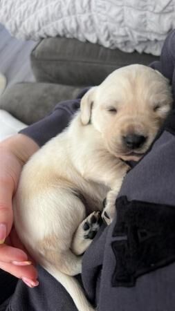 ?? beautiful pedigree golden Labradors?? for sale in Lincoln, Lincolnshire - Image 4