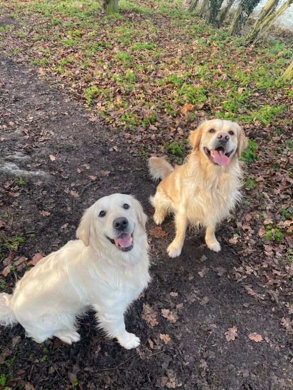 Beautiful golden pups confirmed 13/09(pls read) for sale in Kingston upon Hull, East Riding of Yorkshire