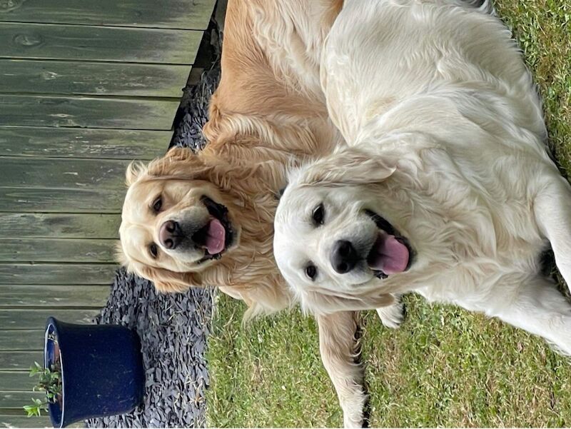 Golden Retrievers for sale in Kingston upon Hull, East Riding of Yorkshire