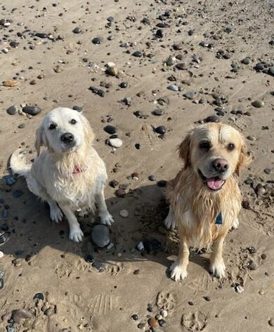 Golden Retriever Puppies for sale