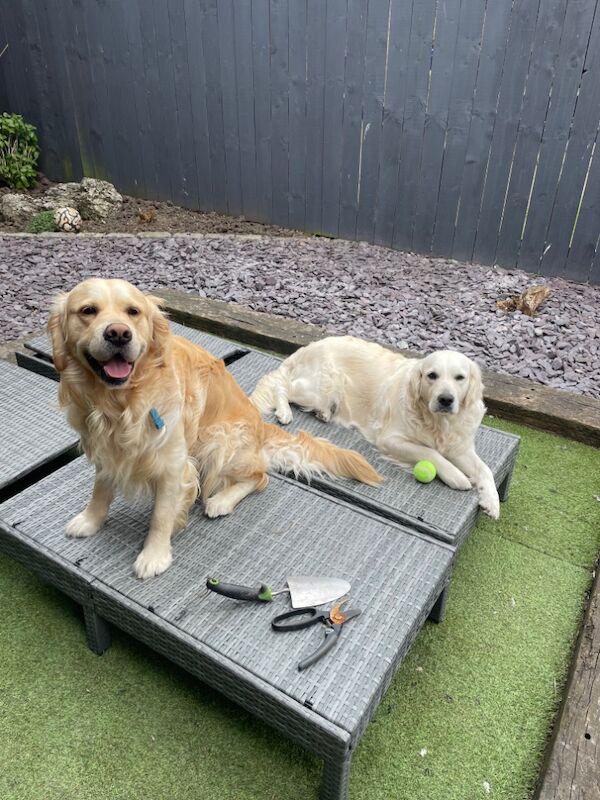 Beautiful golden pups confirmed 13/09(pls read) for sale in Kingston upon Hull, East Riding of Yorkshire - Image 5