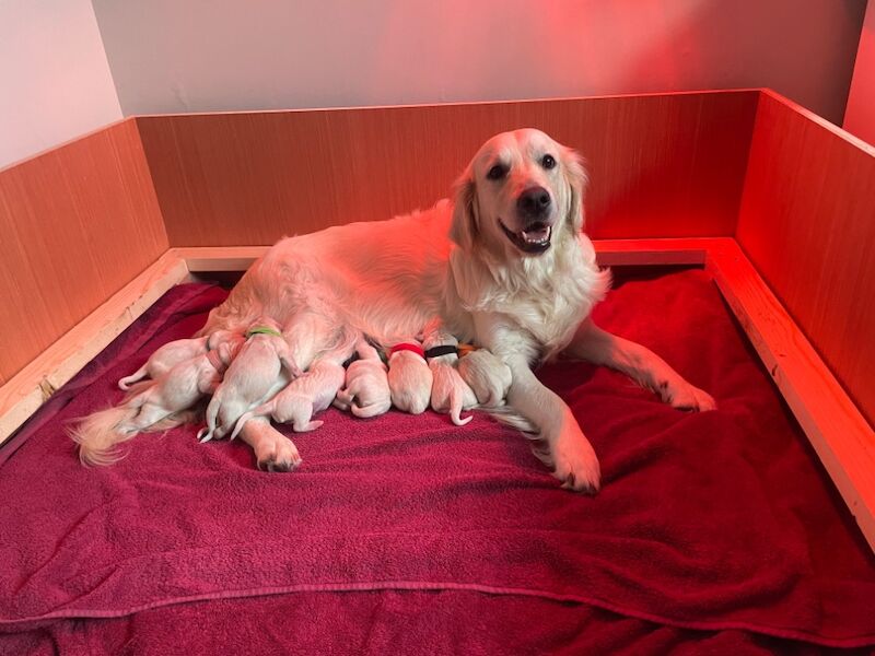 Beautiful golden pups confirmed 13/09(pls read) for sale in Kingston upon Hull, East Riding of Yorkshire - Image 8