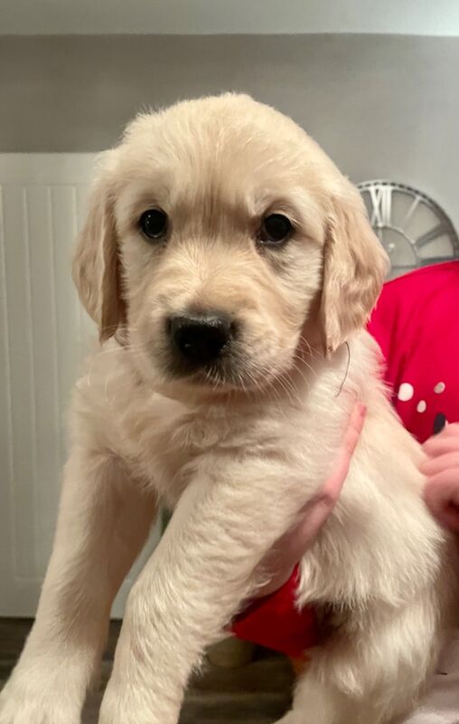 Beautiful golden pups confirmed 13/09(pls read) for sale in Kingston upon Hull, East Riding of Yorkshire - Image 10