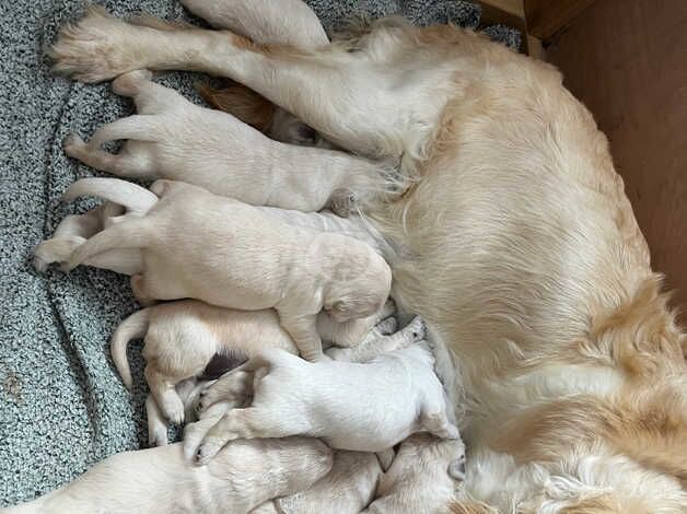 Beautiful pure breed Golden Retriever for sale in Grantham, Lincolnshire - Image 4