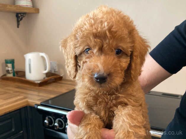 Beautiful toy labradoodle puppies from BOTH fully health tested parents for sale in Nottingham, Nottinghamshire