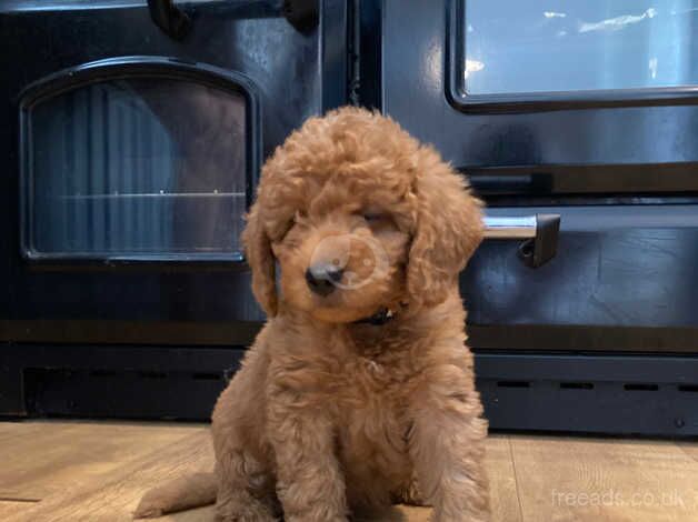 Beautiful toy labradoodle puppies from BOTH fully health tested parents for sale in Nottingham, Nottinghamshire - Image 2