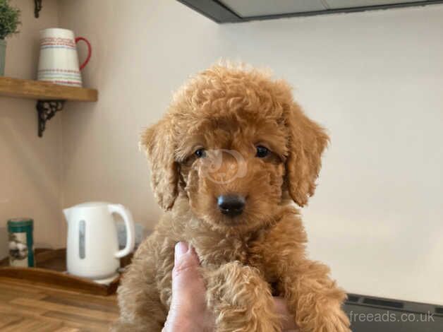 Beautiful toy labradoodle puppies from BOTH fully health tested parents for sale in Nottingham, Nottinghamshire - Image 3