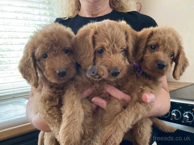 Beautiful toy labradoodle puppies from BOTH fully health tested parents for sale in Nottingham, Nottinghamshire - Image 4