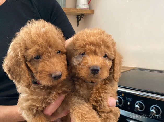 Beautiful toy labradoodle puppies from BOTH fully health tested parents for sale in Nottingham, Nottinghamshire - Image 5