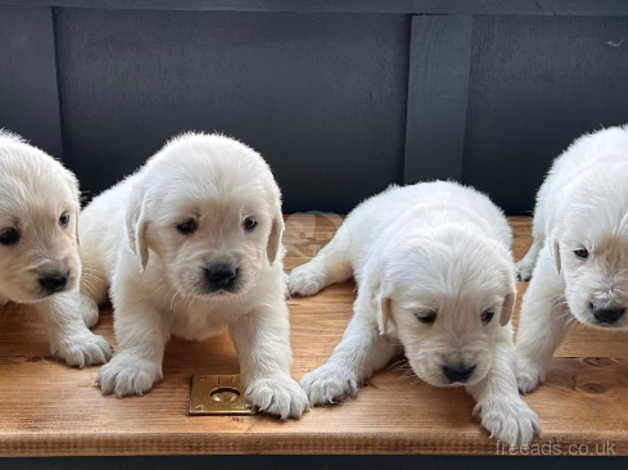 Beautiful White KC Reg Golden Retriever puppies for sale in Llanelli, Carmarthenshire - Image 1