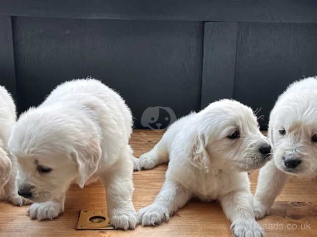 Beautiful White KC Reg Golden Retriever puppies for sale in Llanelli, Carmarthenshire - Image 2