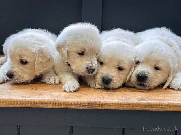 Beautiful White KC Reg Golden Retriever puppies for sale in Llanelli, Carmarthenshire - Image 3