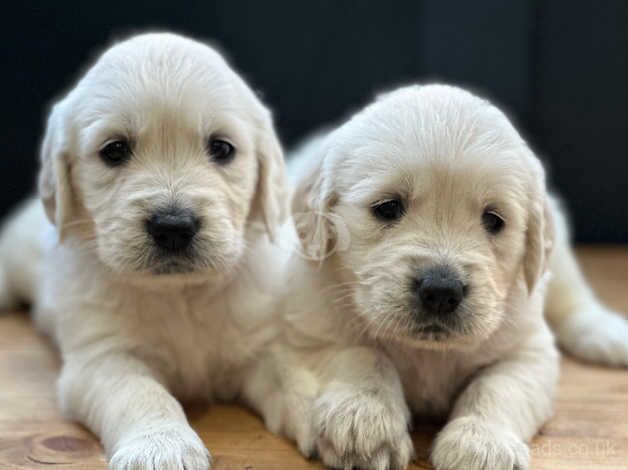 Beautiful White KC Reg Golden Retriever puppies for sale in Llanelli, Carmarthenshire - Image 5