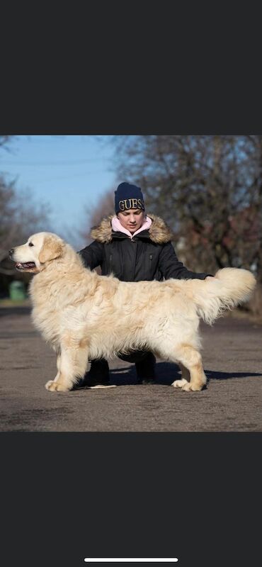 BY FAR THE BEST LITTER ON THE MARKET for sale in Doncaster, South Yorkshire - Image 2