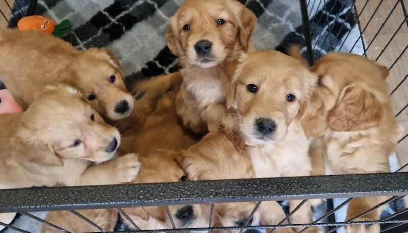 BY FAR THE BEST LITTER ON THE MARKET for sale in Doncaster, South Yorkshire - Image 4