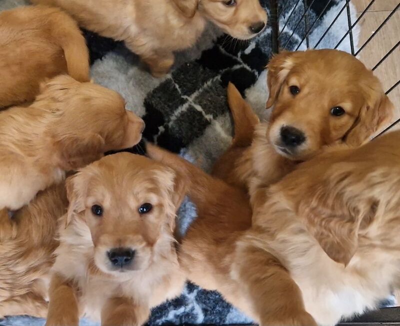 BY FAR THE BEST LITTER ON THE MARKET for sale in Doncaster, South Yorkshire - Image 5