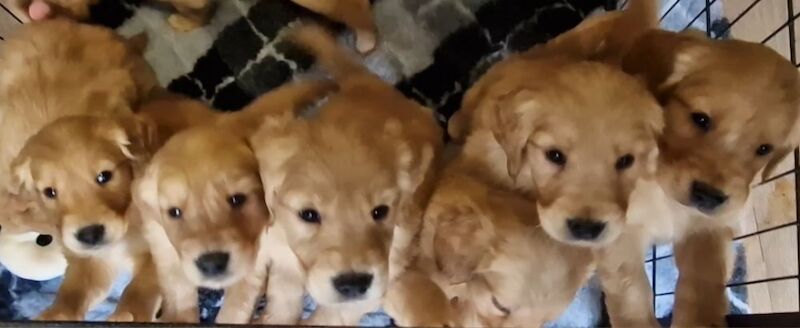 BY FAR THE BEST LITTER ON THE MARKET for sale in Doncaster, South Yorkshire - Image 7