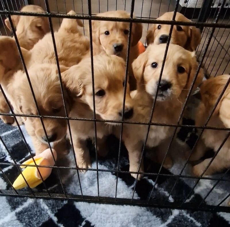 BY FAR THE BEST LITTER ON THE MARKET for sale in Doncaster, South Yorkshire - Image 8