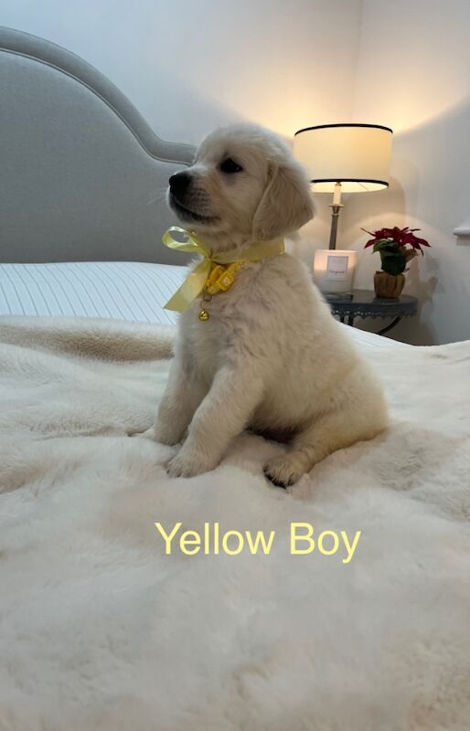 Champion Lineage Kc Registered Golden Retriever Puppies for sale in Yarm, County Durham