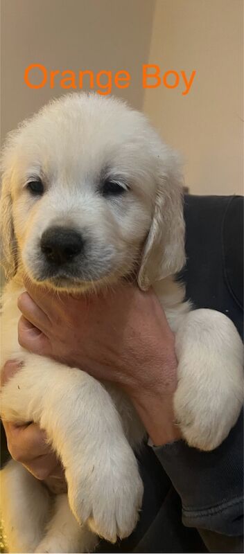 Champion Lineage Kc Registered Golden Retriever Puppies for sale in Yarm, County Durham - Image 3