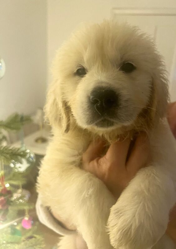 Champion Lineage Kc Registered Golden Retriever Puppies for sale in Yarm, County Durham - Image 6