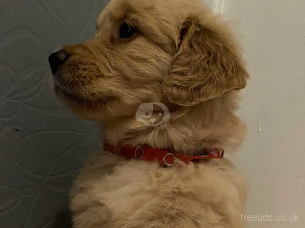 Chunky golden retriever puppies for sale in Glasgow, Glasgow City - Image 2