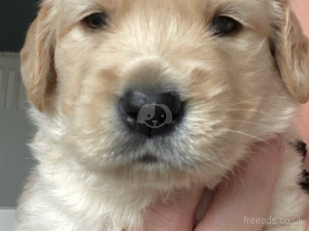 Chunky golden retriever puppies for sale in Glasgow, Glasgow City - Image 3