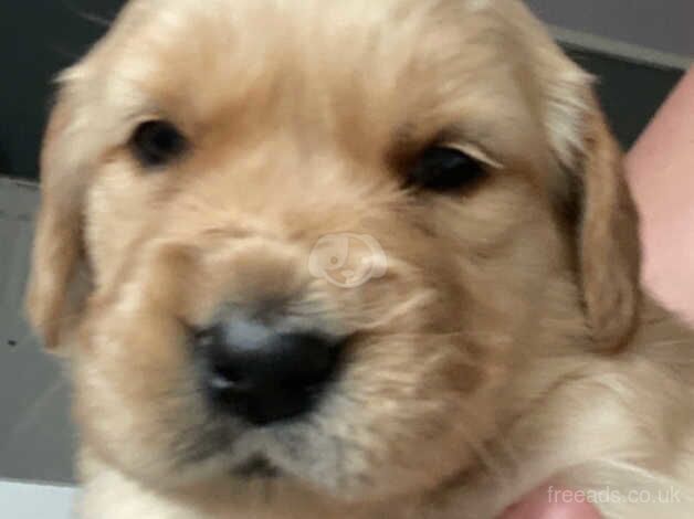 Chunky golden retriever puppies for sale in Glasgow, Glasgow City - Image 4