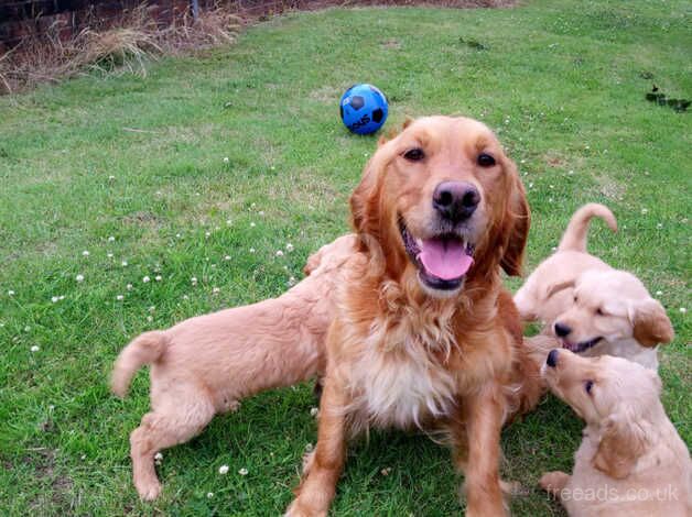 Chunky golden retriever puppies for sale in Newnham, Gloucestershire
