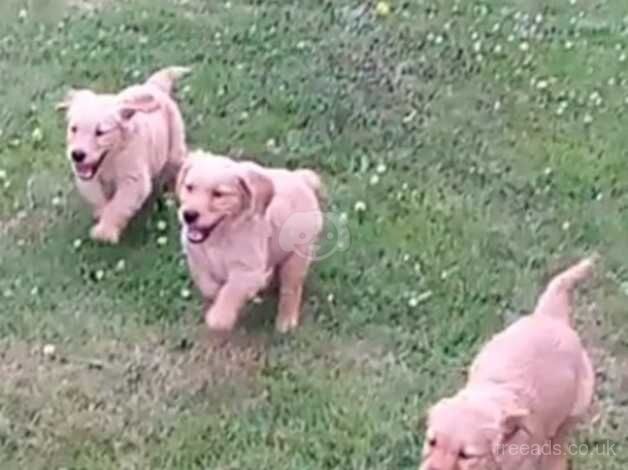 Chunky golden retriever puppies for sale in Newnham, Gloucestershire - Image 2