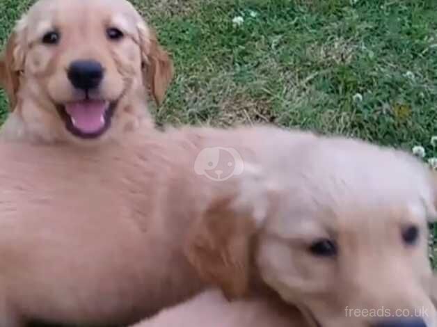 Chunky golden retriever puppies for sale in Newnham, Gloucestershire - Image 3