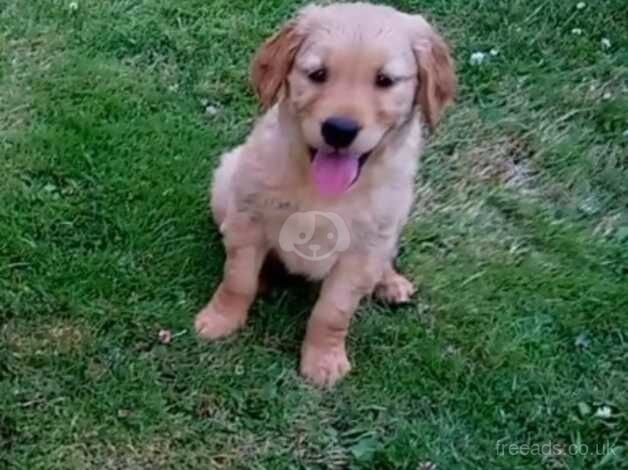 Chunky golden retriever puppies for sale in Newnham, Gloucestershire - Image 4